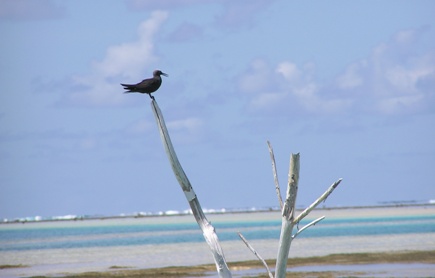 Bird, near Lafogaki